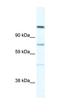 Rap Associating With DIL Domain antibody, orb324723, Biorbyt, Western Blot image 