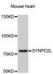 Synaptopodin 2 Like antibody, STJ26356, St John