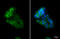 Glypican 1 antibody, GTX104557, GeneTex, Immunofluorescence image 