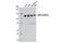 Actin Filament Associated Protein 1 Like 2 antibody, 12684S, Cell Signaling Technology, Western Blot image 