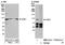 Chromosome Segregation 1 Like antibody, NB100-79803, Novus Biologicals, Immunoprecipitation image 