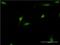 Deformed epidermal autoregulatory factor 1 homolog antibody, H00010522-M07, Novus Biologicals, Immunofluorescence image 