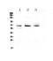 Bestrophin 1 antibody, A01434-1, Boster Biological Technology, Western Blot image 