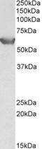 Solute Carrier Family 22 Member 3 antibody, STJ72697, St John