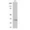 Ribosomal Protein S6 antibody, LS-C385927, Lifespan Biosciences, Western Blot image 