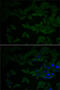 Receptor For Activated C Kinase 1 antibody, 18-711, ProSci, Immunofluorescence image 