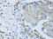 Melanoma Cell Adhesion Molecule antibody, 15-270, ProSci, Immunohistochemistry frozen image 