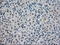 Crystallin Alpha B antibody, LS-C784365, Lifespan Biosciences, Immunohistochemistry paraffin image 