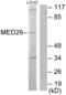Mediator Complex Subunit 26 antibody, abx013342, Abbexa, Western Blot image 