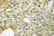 Activin A Receptor Like Type 1 antibody, LS-C177059, Lifespan Biosciences, Immunohistochemistry frozen image 