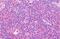 Olfactomedin Like 2B antibody, MBS248408, MyBioSource, Immunohistochemistry paraffin image 