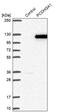 Protocadherin Gamma Subfamily A, 1 antibody, PA5-57711, Invitrogen Antibodies, Western Blot image 