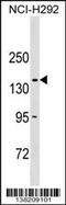 Collagen Type XX Alpha 1 Chain antibody, 59-758, ProSci, Western Blot image 