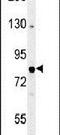 Oxidation Resistance 1 antibody, PA5-26600, Invitrogen Antibodies, Western Blot image 