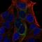 Glucokinase Regulator antibody, HPA064305, Atlas Antibodies, Immunocytochemistry image 