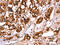 Calbindin 1 antibody, CSB-PA213286, Cusabio, Immunohistochemistry paraffin image 