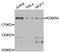 Lysine Demethylase 5A antibody, STJ29318, St John