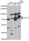 Acyl-CoA Synthetase Long Chain Family Member 5 antibody, MBS127130, MyBioSource, Western Blot image 