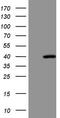 SPT3 Homolog, SAGA And STAGA Complex Component antibody, TA808110, Origene, Western Blot image 