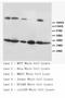 Fas Ligand antibody, LS-C171850, Lifespan Biosciences, Western Blot image 