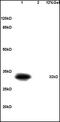 Protein Phosphatase 1 Regulatory Inhibitor Subunit 1B antibody, orb106284, Biorbyt, Western Blot image 