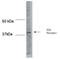 Adenosine A2b Receptor antibody, ab40002, Abcam, Western Blot image 