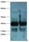 Annexin A2 antibody, LS-C211024, Lifespan Biosciences, Western Blot image 