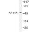 Adrenoceptor Alpha 1A antibody, LS-C176867, Lifespan Biosciences, Western Blot image 