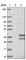 CD99 Molecule Like 2 antibody, HPA038782, Atlas Antibodies, Western Blot image 