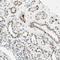Ring Finger Protein 43 antibody, NBP1-85018, Novus Biologicals, Immunohistochemistry frozen image 