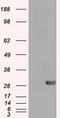 Snail Family Transcriptional Repressor 1 antibody, LS-C114476, Lifespan Biosciences, Western Blot image 