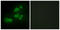 CUB Domain Containing Protein 1 antibody, LS-C119266, Lifespan Biosciences, Immunofluorescence image 