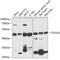 Tumor Susceptibility 101 antibody, 18-579, ProSci, Western Blot image 