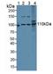 Exonuclease 1 antibody, LS-C663960, Lifespan Biosciences, Western Blot image 