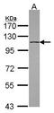 DEAH-Box Helicase 16 antibody, GTX115088, GeneTex, Western Blot image 