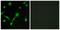 NFKB Inhibitor Alpha antibody, LS-C199097, Lifespan Biosciences, Immunofluorescence image 