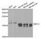 He1 antibody, A01582, Boster Biological Technology, Western Blot image 