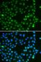Spalt Like Transcription Factor 4 antibody, orb373543, Biorbyt, Immunofluorescence image 