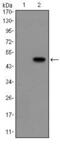 Glucagon antibody, MA5-15794, Invitrogen Antibodies, Western Blot image 