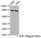 B-Raf Proto-Oncogene, Serine/Threonine Kinase antibody, CSB-RA002791A401phHU, Cusabio, Western Blot image 