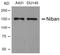 Niban Apoptosis Regulator 1 antibody, AP02798PU-S, Origene, Western Blot image 