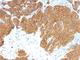 Parathyroid Hormone antibody, V2806IHC-7ML, NSJ Bioreagents, Immunohistochemistry frozen image 