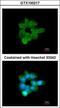 Calcium-activated chloride channel regulator 1 antibody, GTX100217, GeneTex, Immunofluorescence image 