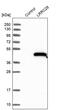 Leucine Rich Repeat Containing 28 antibody, PA5-58764, Invitrogen Antibodies, Western Blot image 