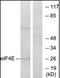 Eukaryotic Translation Initiation Factor 4E antibody, orb95567, Biorbyt, Western Blot image 