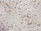 Ephrin A5 antibody, orb256506, Biorbyt, Immunohistochemistry paraffin image 