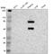 Coagulation Factor XII antibody, NBP1-86518, Novus Biologicals, Western Blot image 