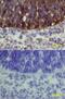Frizzled Class Receptor 3 antibody, AF1001, R&D Systems, Immunohistochemistry frozen image 