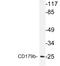 Immunoglobulin Lambda Like Polypeptide 1 antibody, LS-C177252, Lifespan Biosciences, Western Blot image 