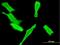 Guanylate Cyclase 2D, Retinal antibody, H00003000-M06, Novus Biologicals, Immunofluorescence image 